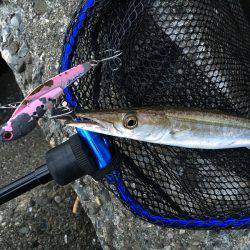 カマスとヒラメ